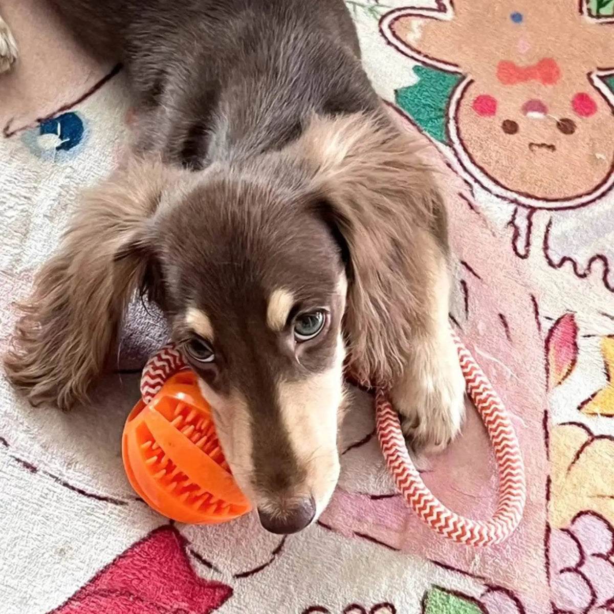 Pelota Interactiva para Perros – Mordedor y Dispensador de Premios