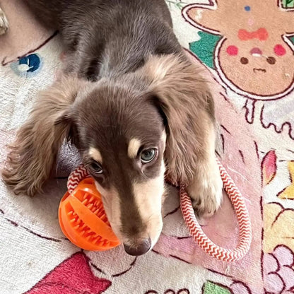 Pelota Interactiva para Perros – Mordedor y Dispensador de Premios